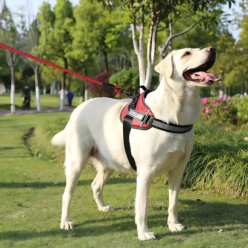 Peitoral SafeBud | Mais Segurança e Conforto Para o Seu Pet