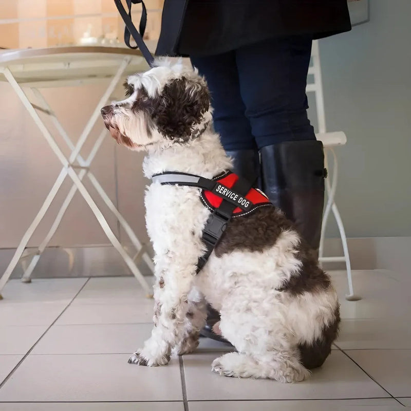 Peitoral SafeBud | Mais Segurança e Conforto Para o Seu Pet